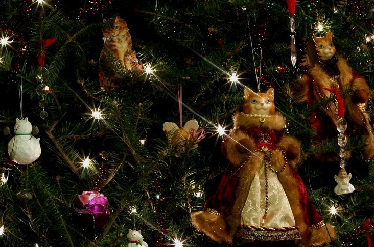 [catchristmaswallpaper11[1].jpg]