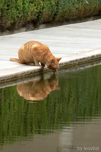 [cat drinking from a pond in Spain[5].jpg]
