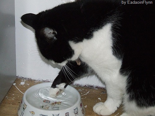 [cat drinking with paw[7].jpg]