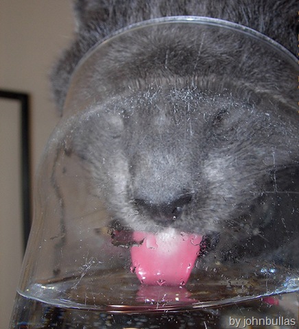 [cat drinking water from glass bowl[4].jpg]