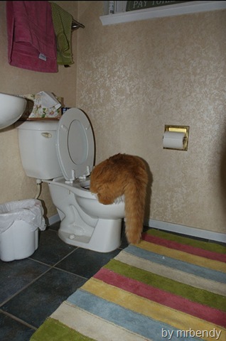 [cat drinking from a toilet[5].jpg]