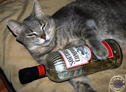tabby cat with bottle of