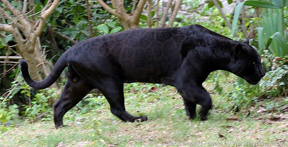 [black leopard black panther[13].jpg]