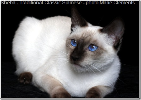 How Long Do Applehead Siamese Cats Live How Long Do Applehead Siamese Cats Live