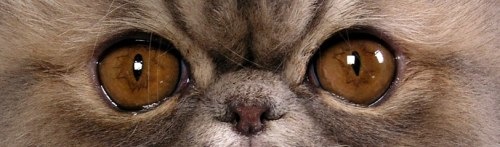 [copper-cat-eyes[3].jpg]