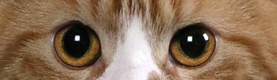[copper-oramge-cat-eyes[2].jpg]