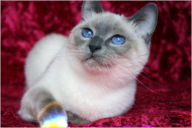 [blue-point-traditional-siamese-cat[2].jpg]