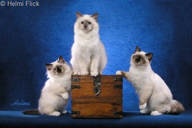 [birman-kittens-picture[18].jpg]
