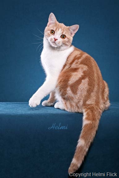 [American Shorthair cat Champ beauty shot[8].jpg]