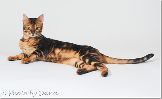 Dana Wimpfheimer cat photo Dana Wimpfheimer cat photo