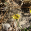 Bees