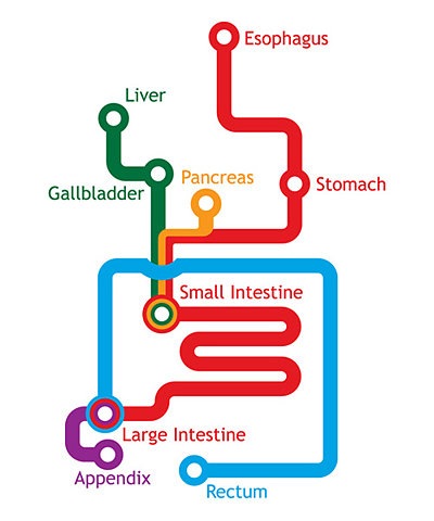 digestive system map