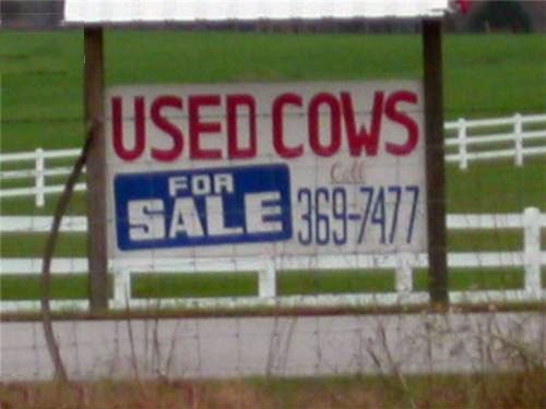used cows