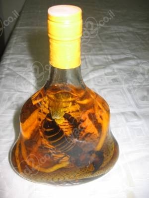 נו באמת.: נחש מפוחלץ אוחז בעקרב בתוך בקבוק