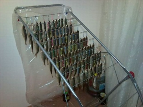 drying fish