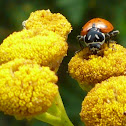 Convergent lady beetle