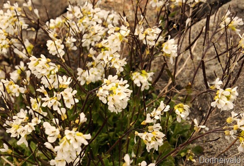 [blomster[10].jpg]