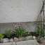 Chives