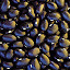 Bean (Dry Bush) Black Coco Seeds