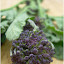 Brocoli 'Purple Sprouting' Seeds