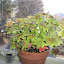 Geranium 'Vancouver Centennial'
