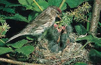 Barmsijs_Carduelis_flammea-th.jpg