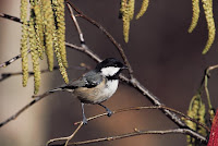 Zwarte_Mees_Parus-ater.jpg