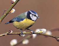 Pimpelmees_Parus-caeruleus.jpg