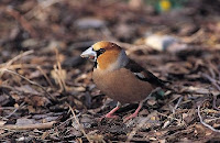 Appelvink_Coccothraustes-coccothraustes-th.jpg