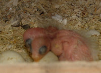 DSCF0018.JPG