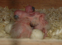 DSCF0020.JPG