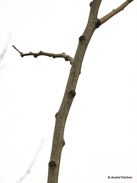 albizia