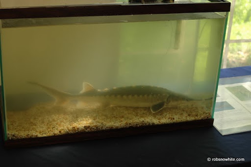 potomac sturgeon