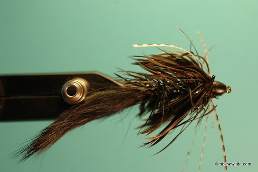 baccon fly