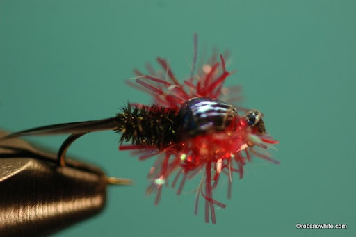 estaz stonefly