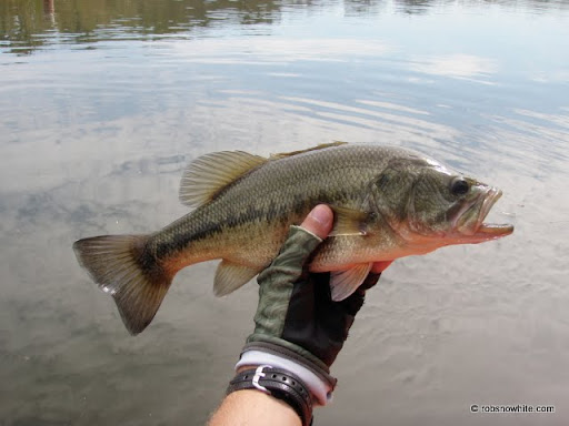 little hunting creek largemouth bass