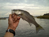 striped bass, gravelly point