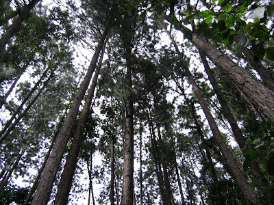 Малайзия - Сингапур, январь'09, фото