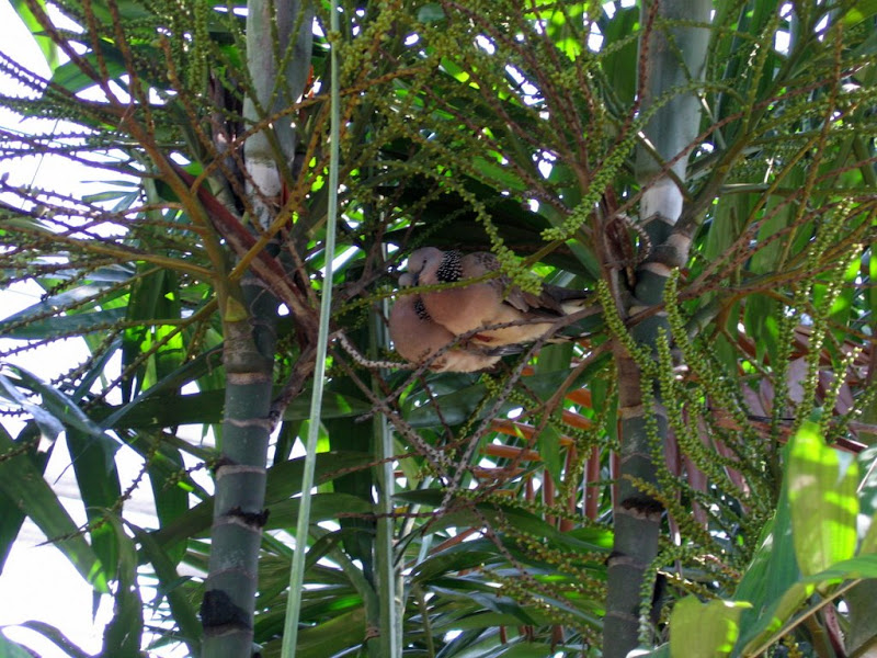Малайзия - Сингапур, январь'09, фото