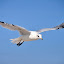 DSC_1001.JPG