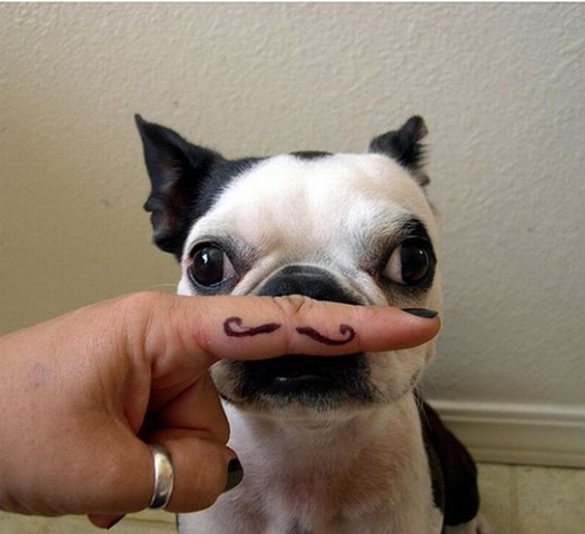 [ze french boston terrier[3].jpg]