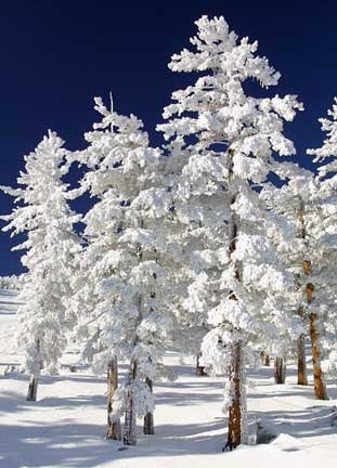 [Snow-Clad-Trees-thumb[3].jpg]