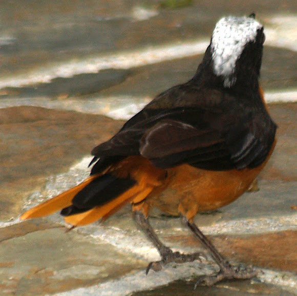 Spotting Image 1