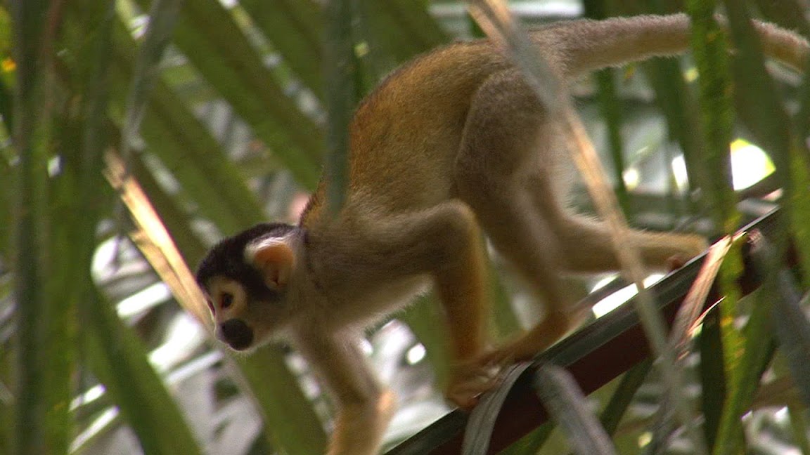"Common Squirrel Monkey" by Jyrki Hokkanen on Picasa; borrowed through Creative Commons
