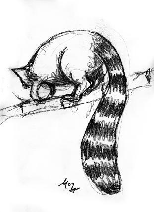 Ring-tailed_lemur