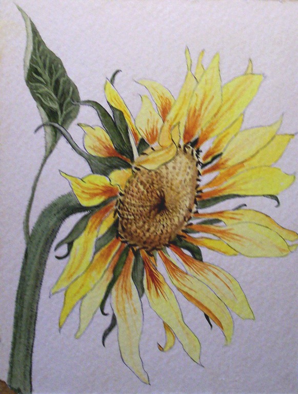 [sunflower[5].jpg]