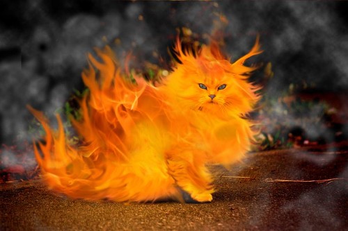 http://lh5.ggpht.com/_M9VeX5dbykc/S31htZ8ae7I/AAAAAAAAENY/8pLNrEQbQLQ/hotkitty.jpg