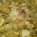 Halgerda batangas