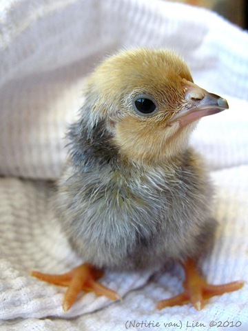 new born chicklet