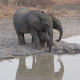 Nazinga game park in Burkina Faso